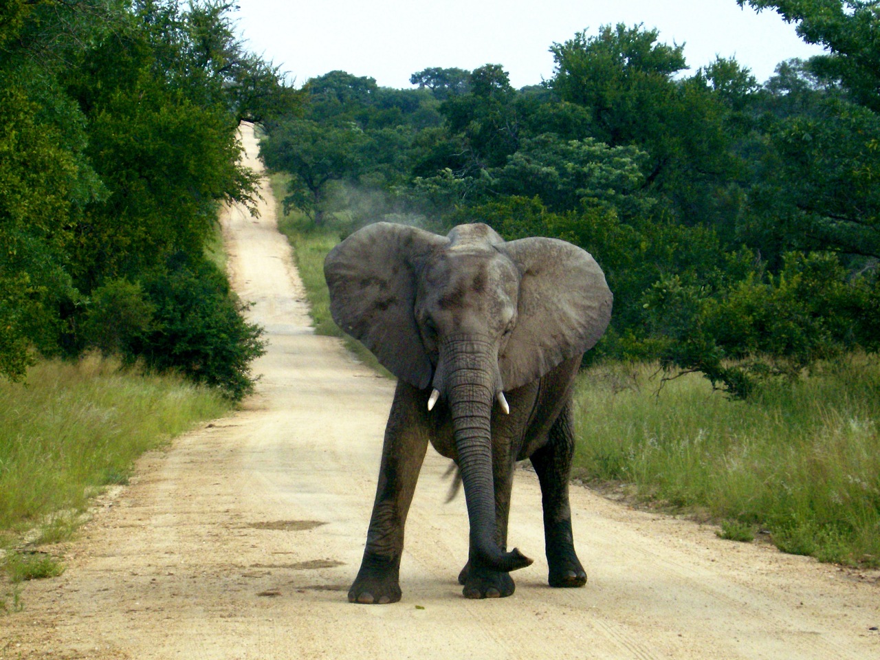 Africa-The Call of the Wild.